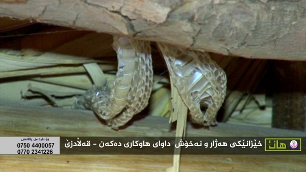 قه‌ڵادزێ- خێزانێكی نه‌خۆش و هه‌ژار داوای هاوكاری ده‌كه‌ن